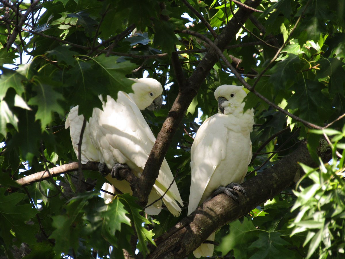 🇦🇺 Ant the Third 🦜🏎️ tweet media