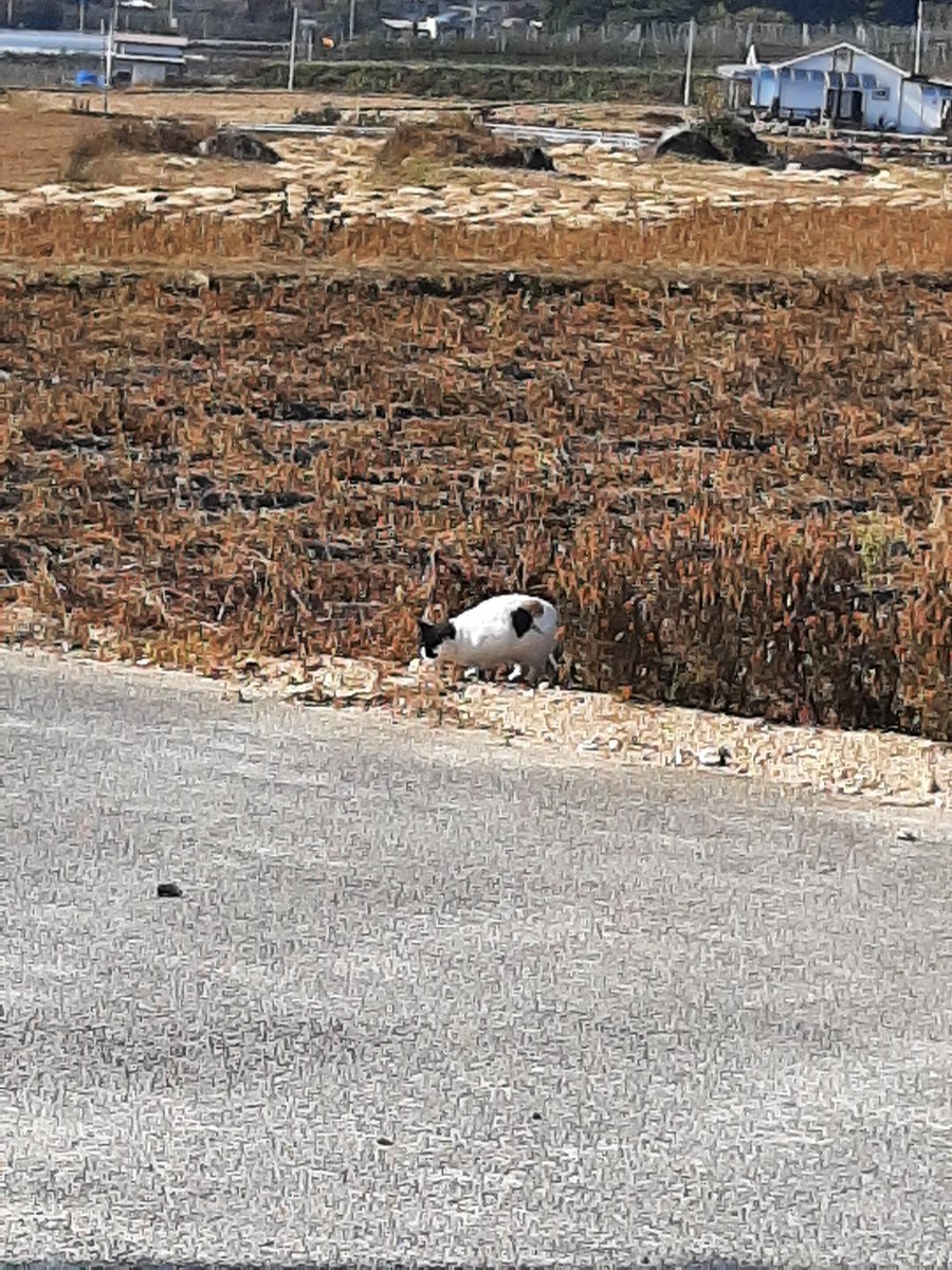 진저브레드 tweet media