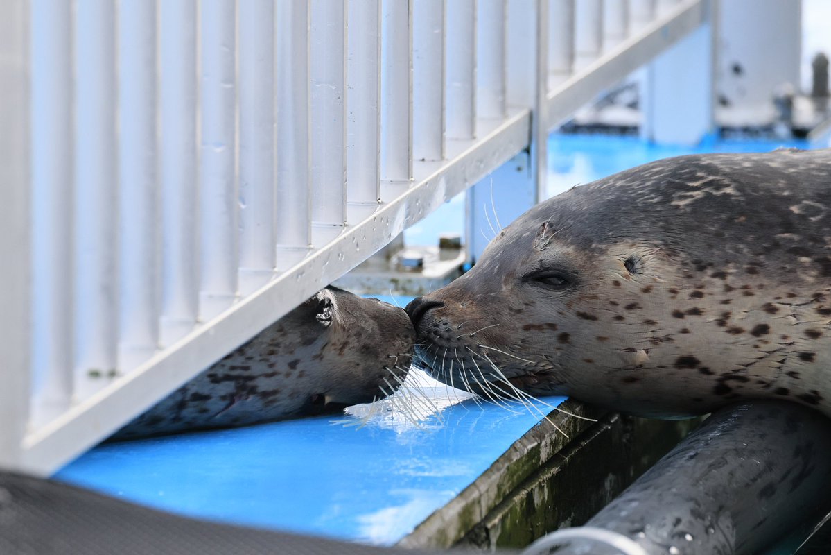 🦭ウィスタリア🦭 tweet media