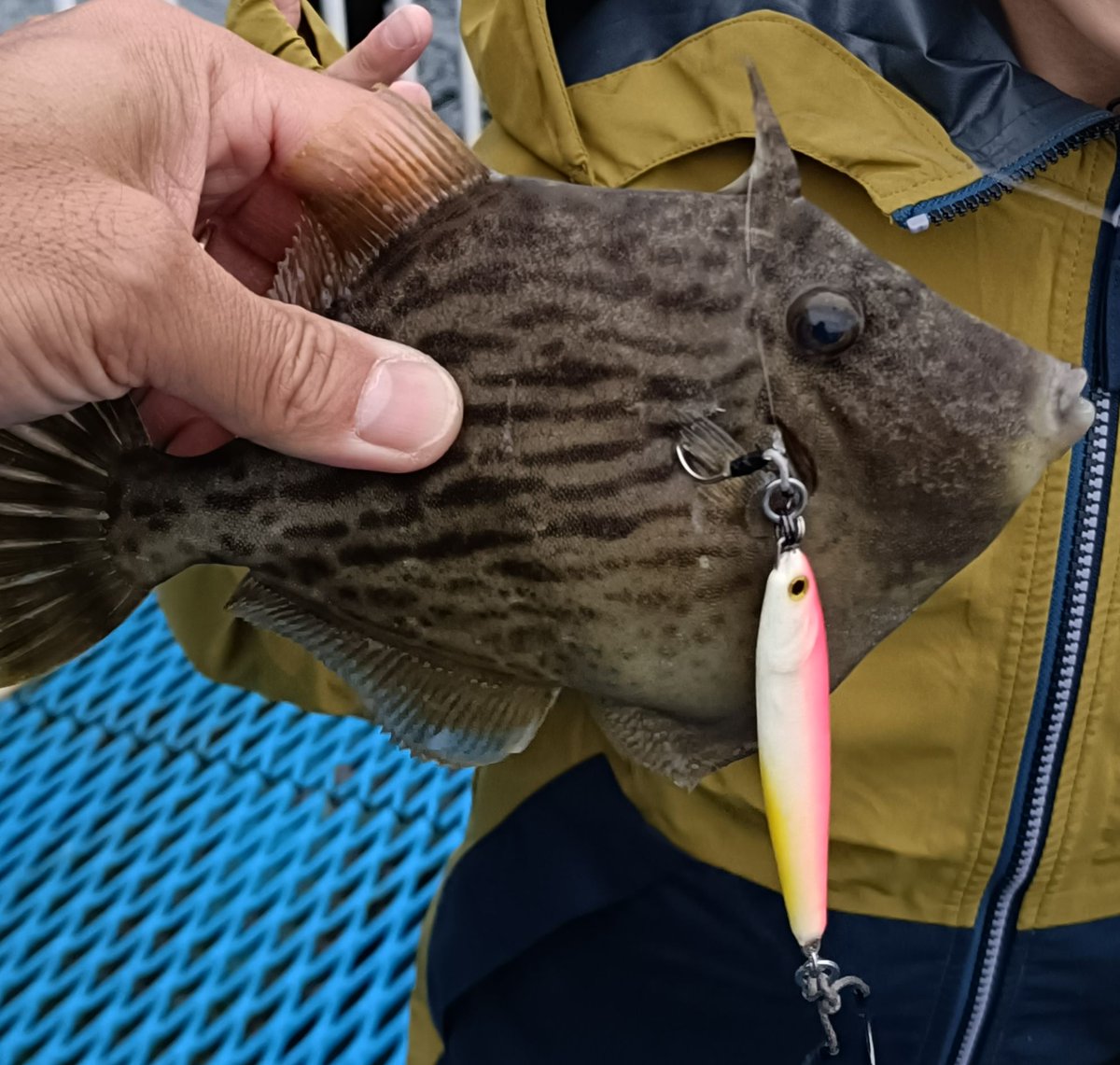 genmegane🌗 tweet media