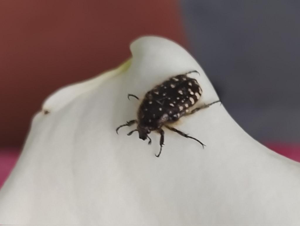 Felidae 🐦🇪🇸 tweet media