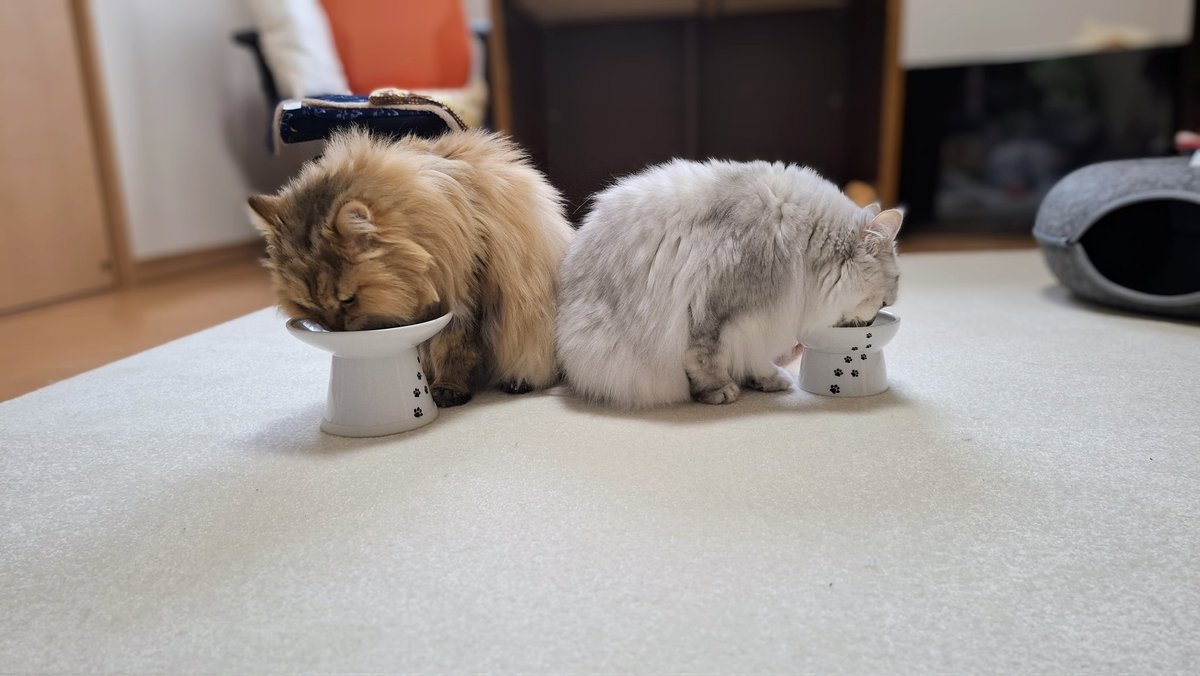 Frances K（フランシス） tweet media