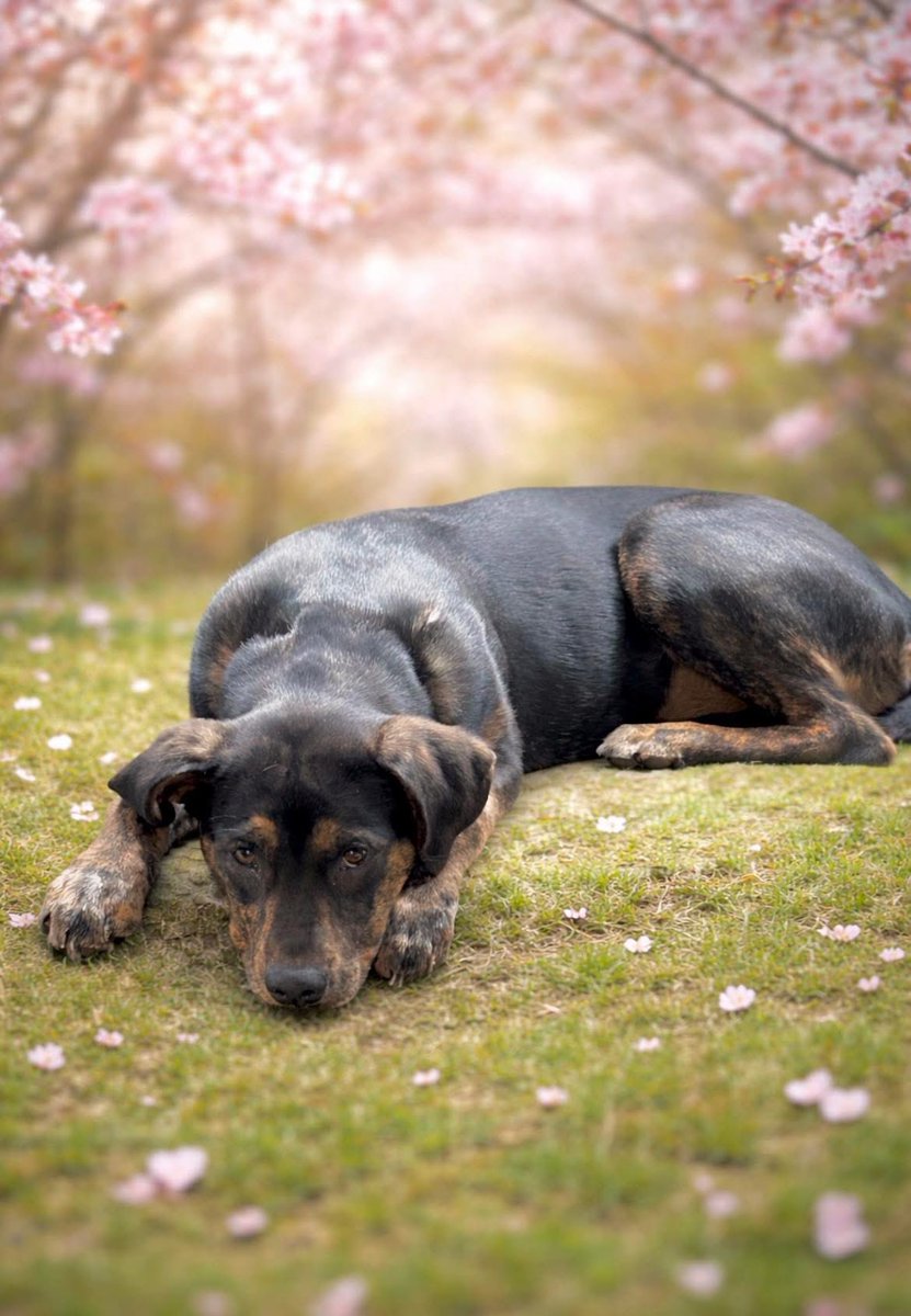 Rescue Dogs Rock, D.C. 🐾🐾🇺🇸 tweet media
