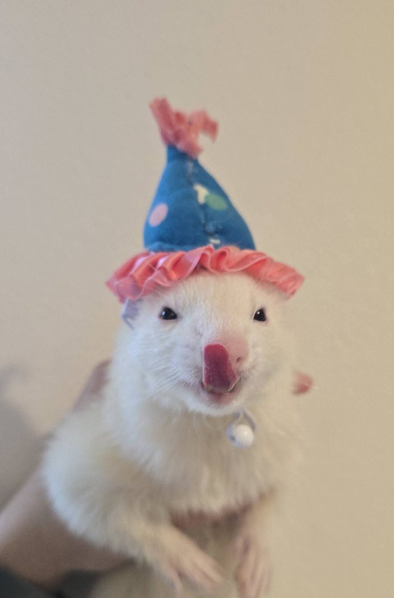 Ferret Zone tweet media