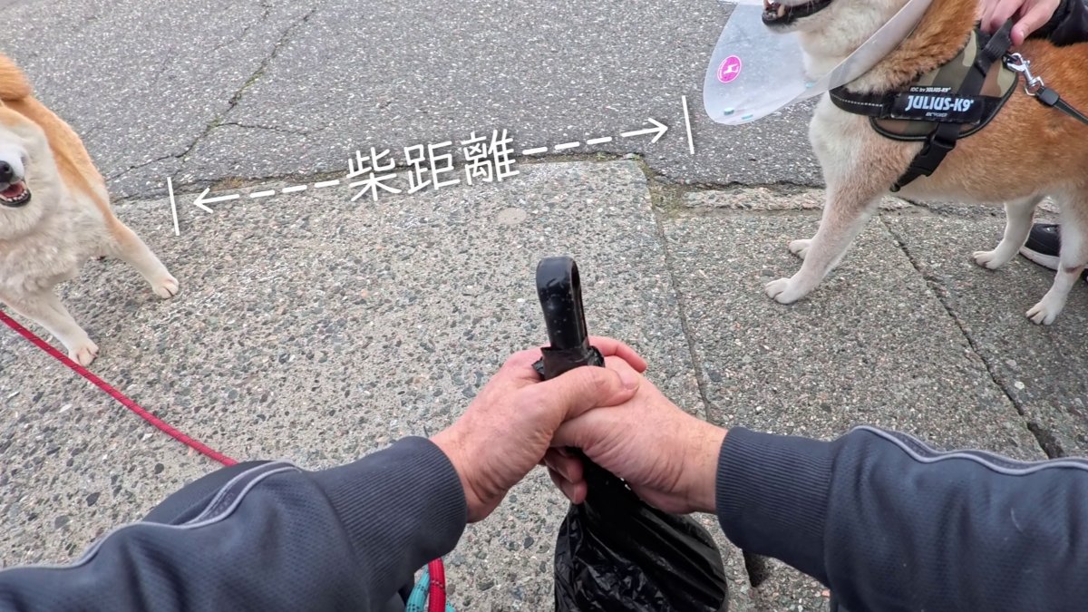 GMJpaCSCbuIDYDw's tweet image. 2026年4月16日(木) 
まだまだ警戒が解けない関係なNewフレンド！ぎん君！
#dog #shiba #犬 #柴犬 #丸柴 #犬のいる生活 #柴犬がいる暮らし
くわしくはコチラから
youtu.be/2Aj_bbU6RXM @YouTube