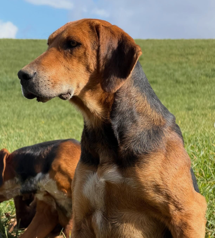 Athénaïs Roy 🌿🌸🙏⚜⚔🦋 tweet media