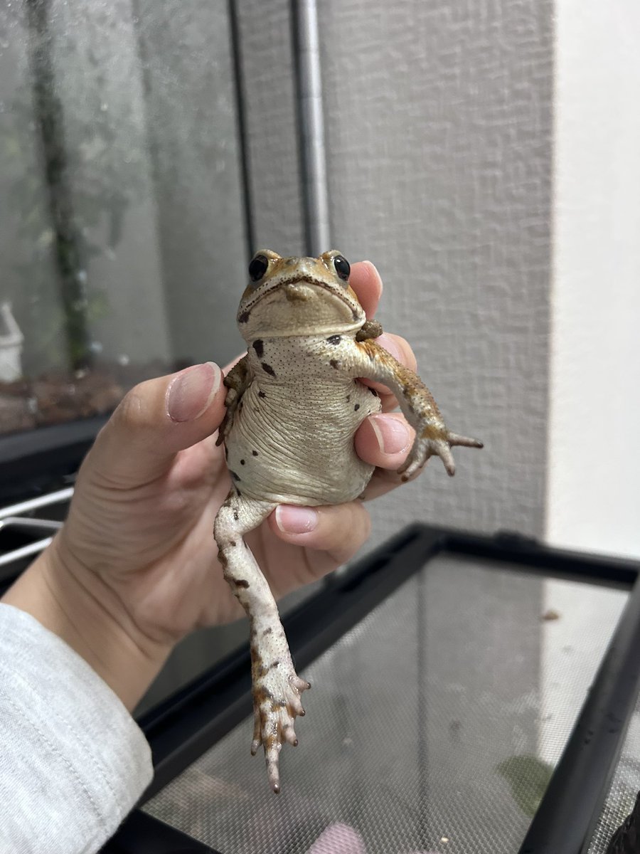 さすがに可愛すぎる💕
#ミヤコヒキガエル