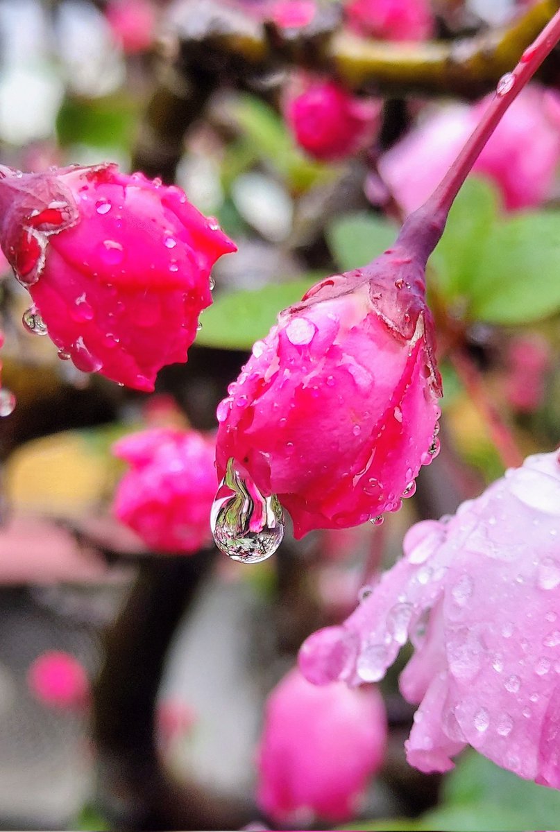 ☔雨降り☔
#雫
#花