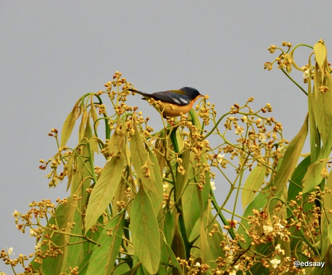 Luigi Sarria Ayerbe tweet media