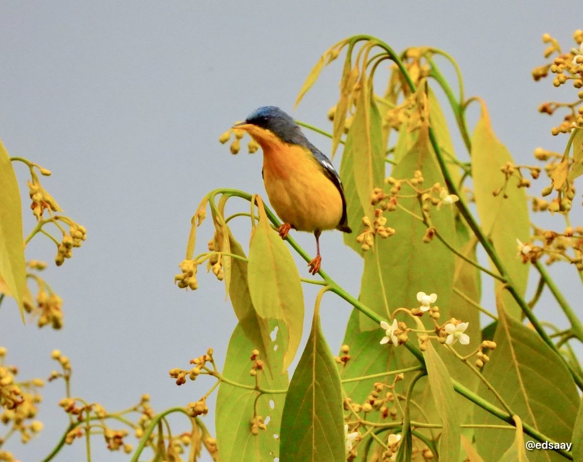 Luigi Sarria Ayerbe tweet media
