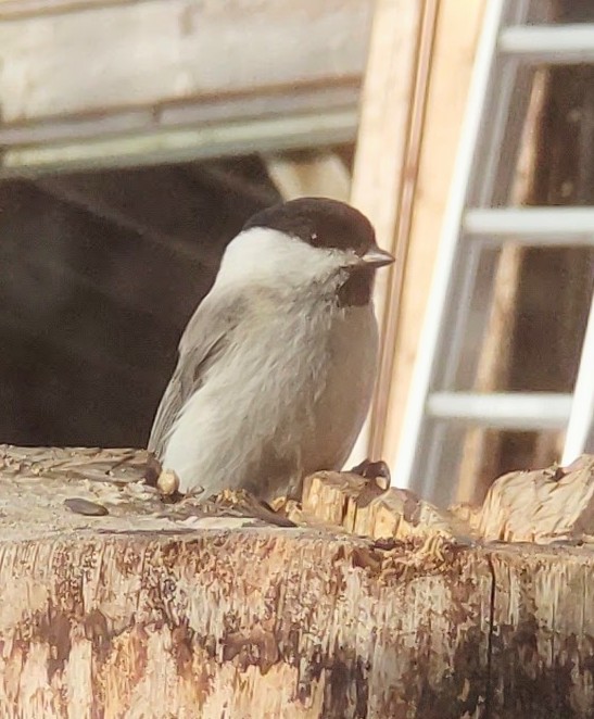 北乃 KITANO🪡🧵和布リメイクちいさなものたち tweet media