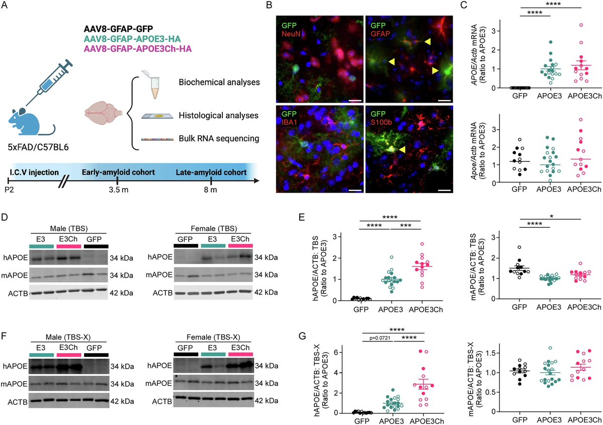 Ruslan Rust tweet media