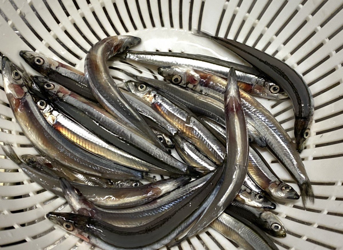 ガーニーグー・ジャパン tweet media