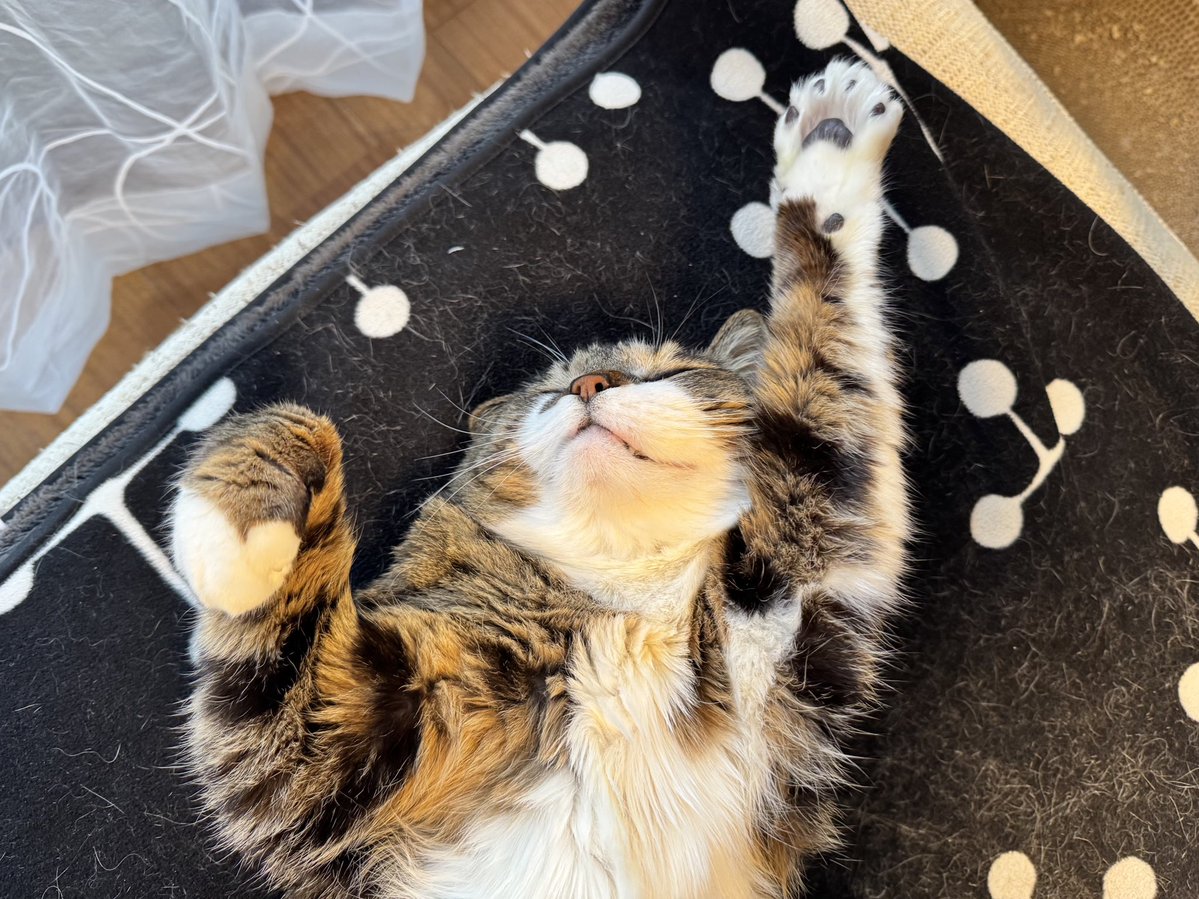 ぽんちょ tweet media