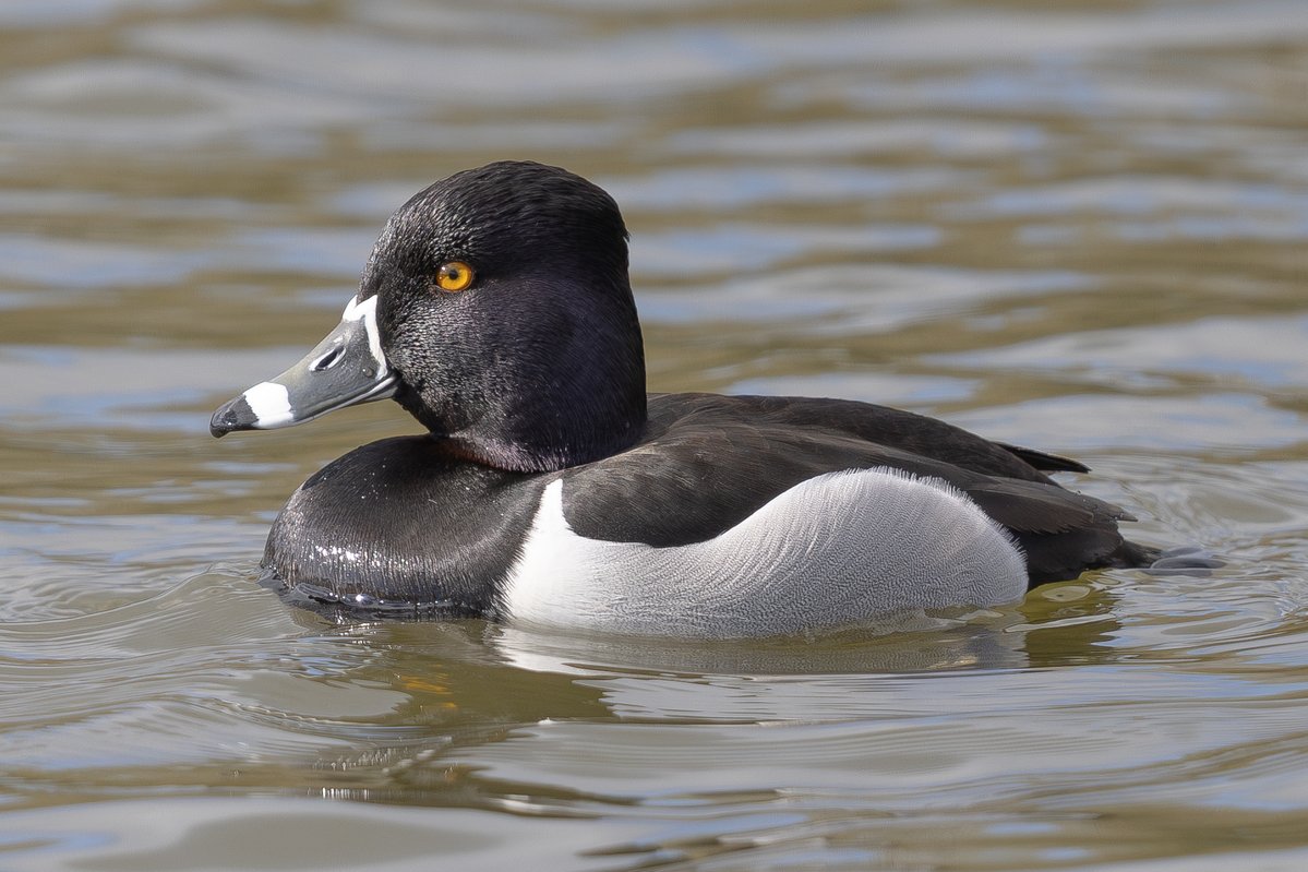 David Carr tweet media