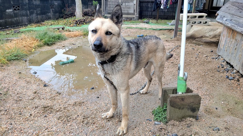 乳母車の弥七 tweet media