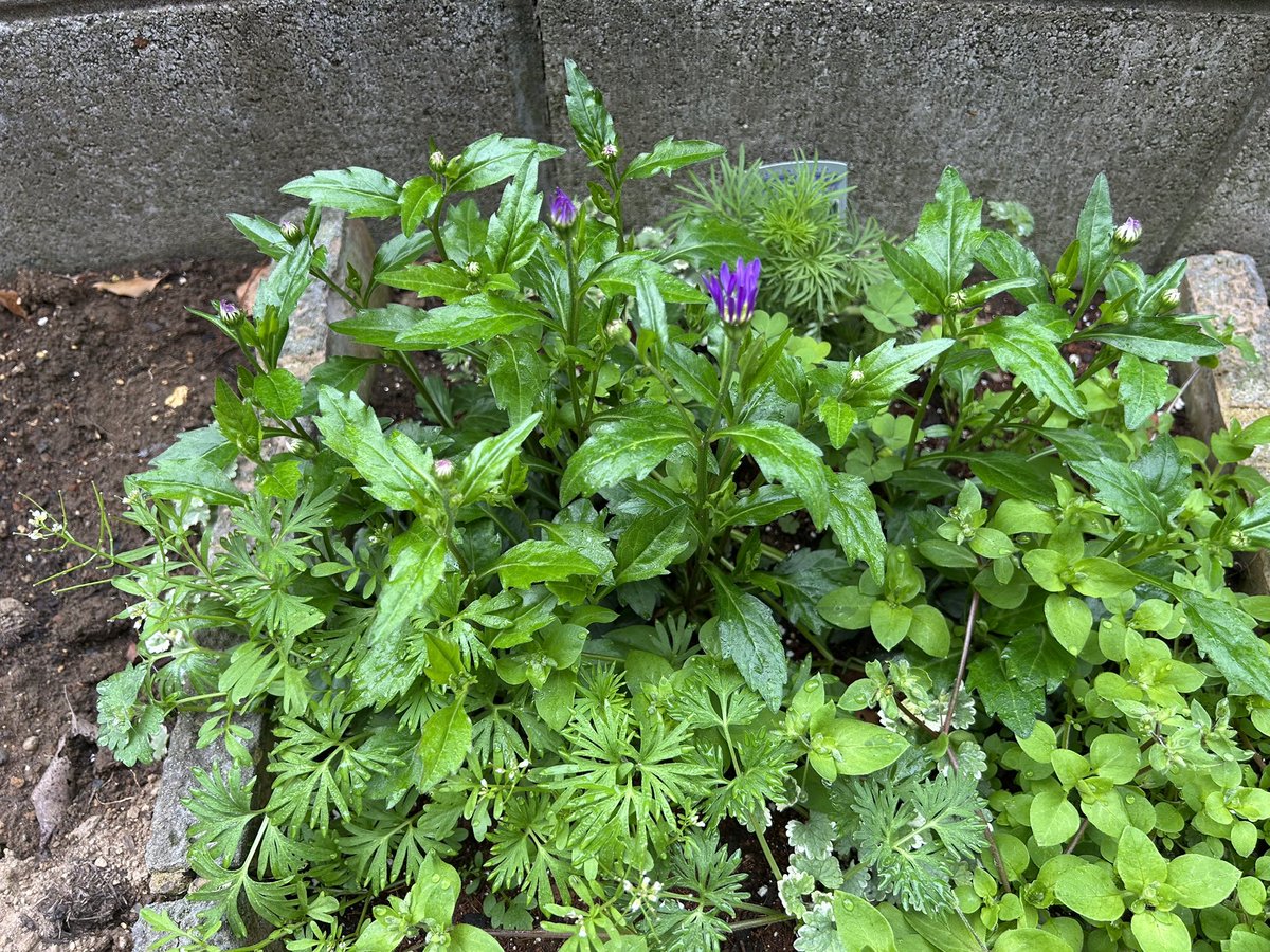 まいころりん《道産子さいたまGLAYER》 tweet media