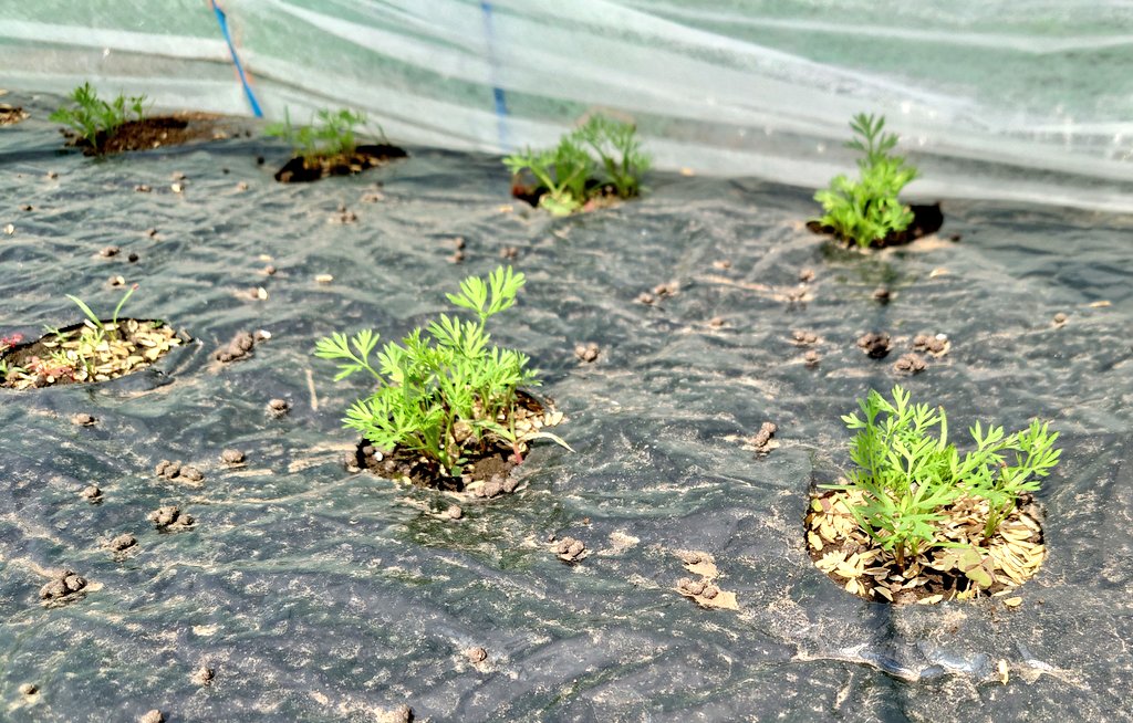 TAMA@家庭菜園･野菜栽培 tweet media