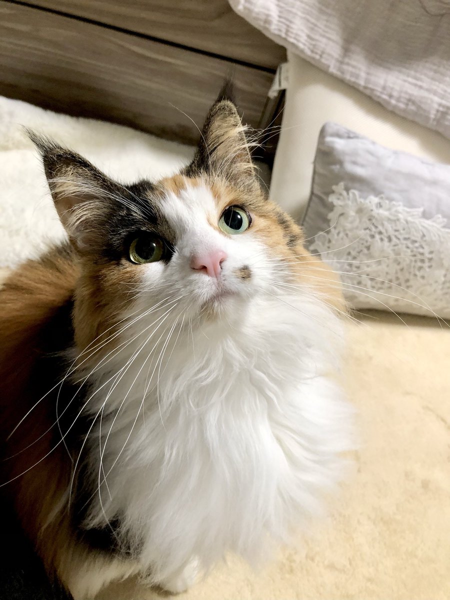 エドワルダ tweet media