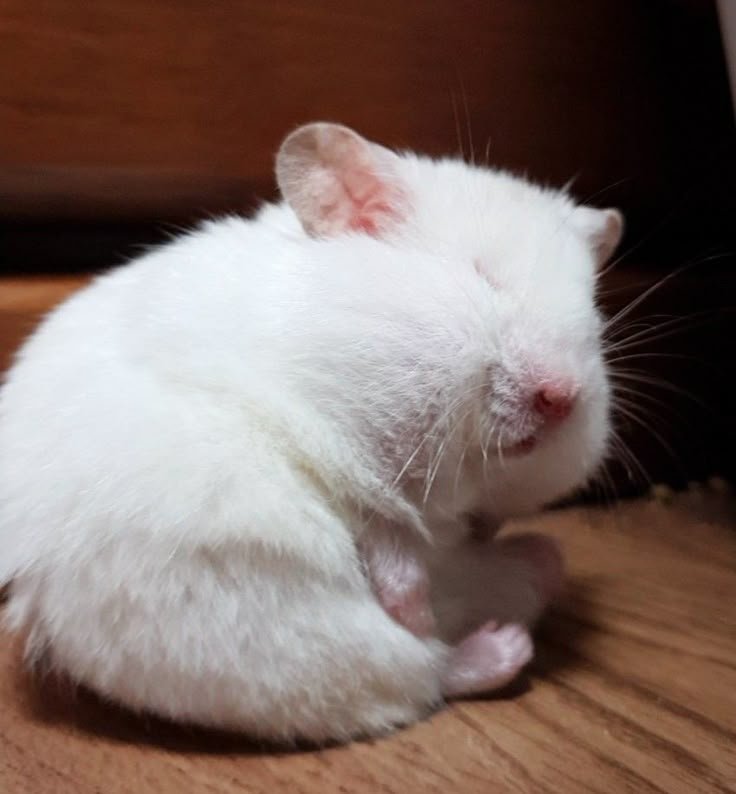 퐁칭폼 tweet media