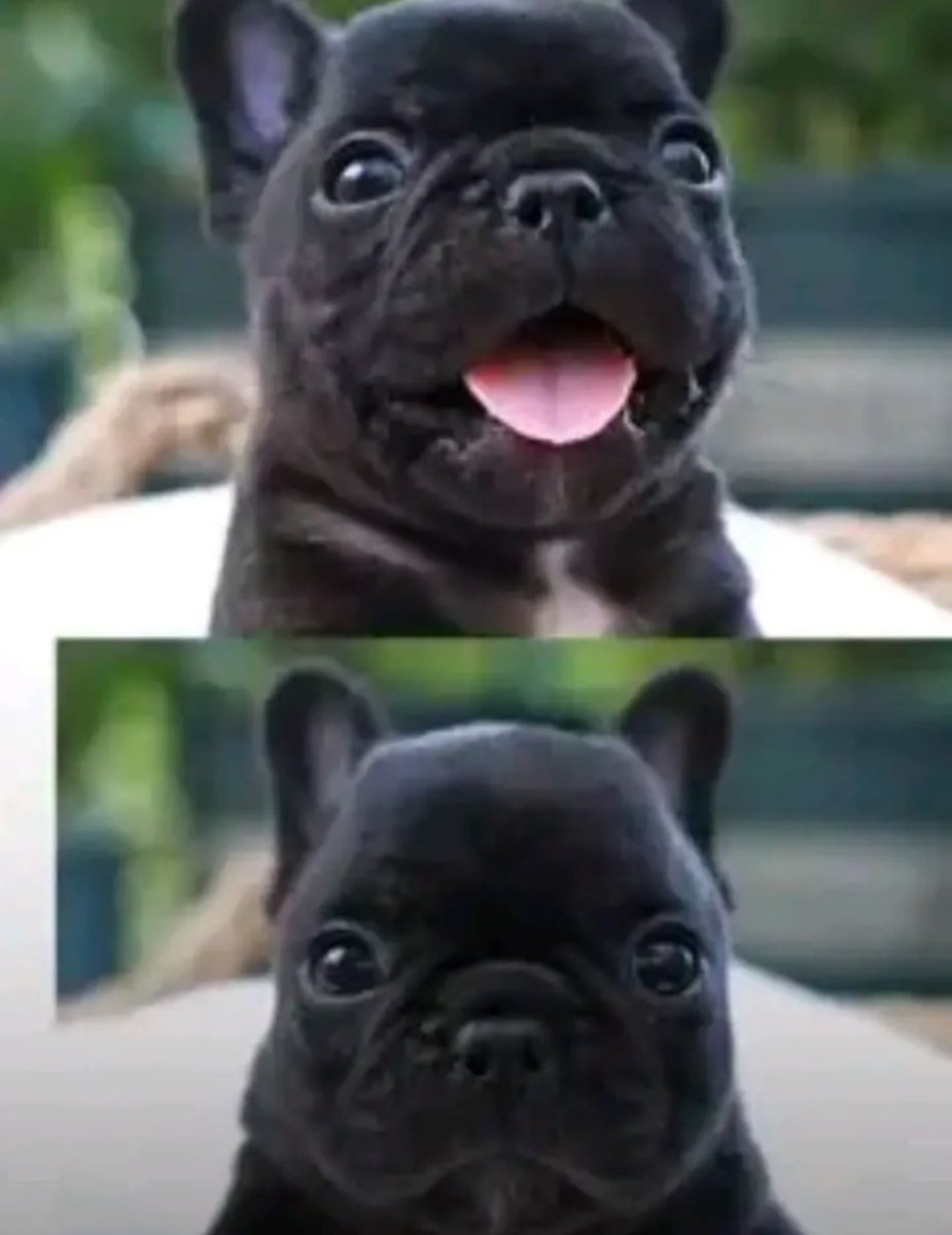 bernardo tweet media