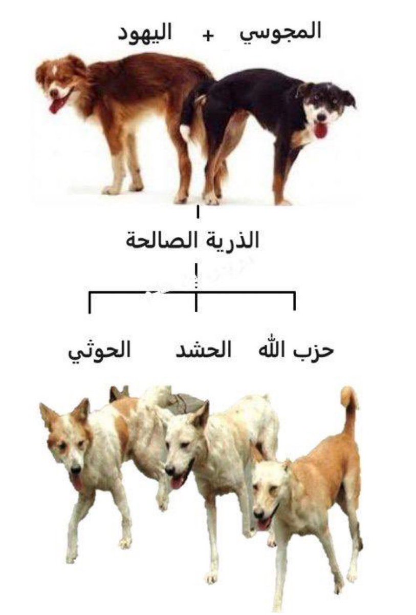 Aisha alayoub 🇰🇼 tweet media