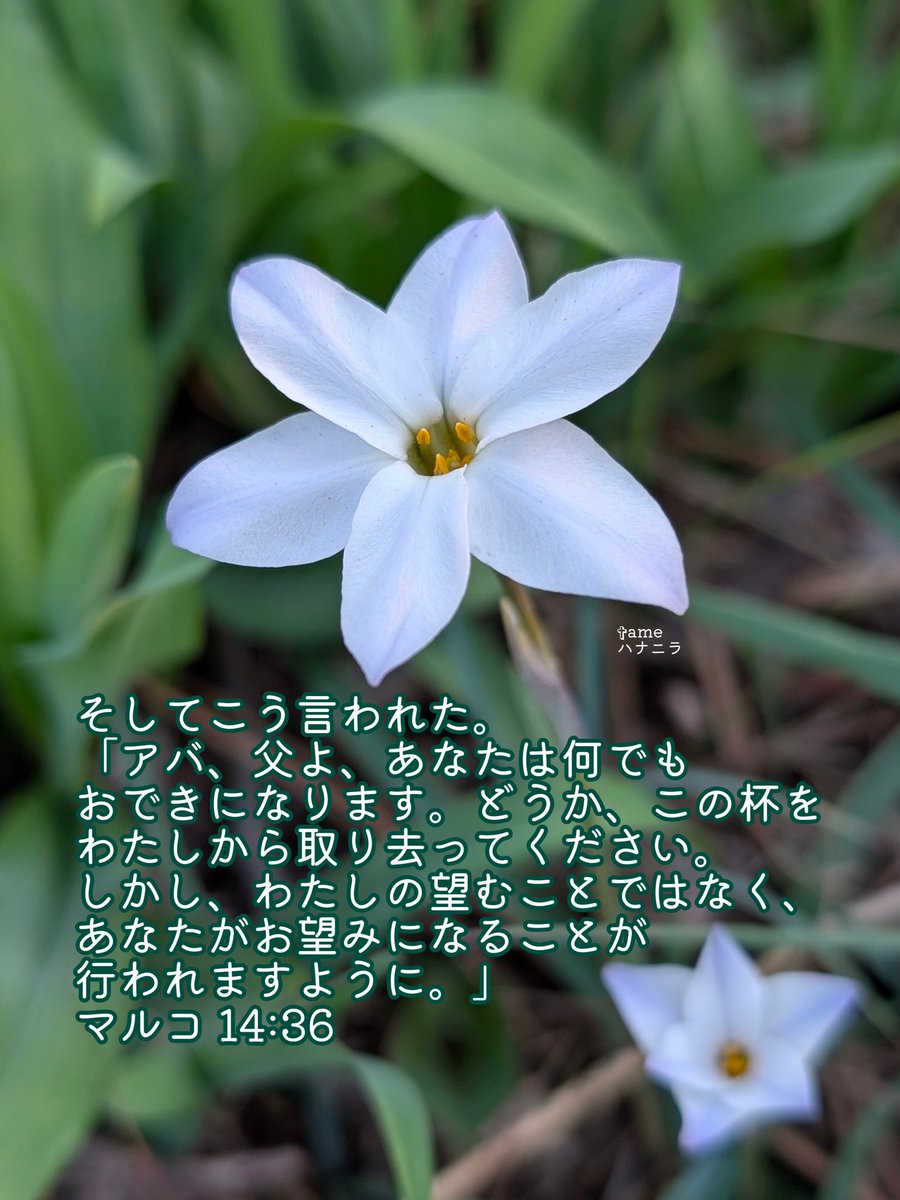 Grece50191781's tweet photo. ☆受難週の木曜日
・最後の晩餐・ゲツセマネの祈り・イエスの逮捕・ユダヤの議会サンヘドリンの裁判・ペテロの否認(マルコ14:12~72) https://t.co/RKPZLzi1Gt