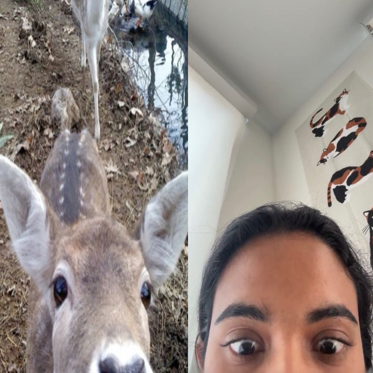 samira mohan source 🍒🦌 tweet media