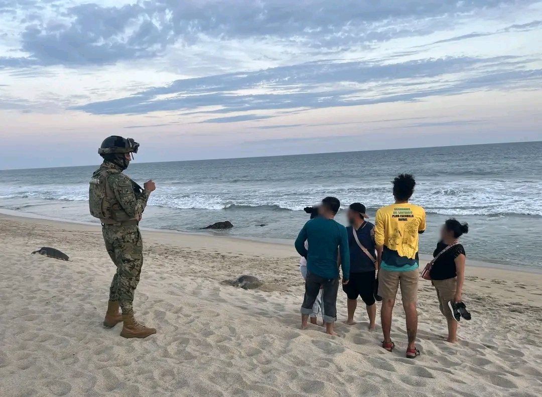 Códices Oaxaca tweet media