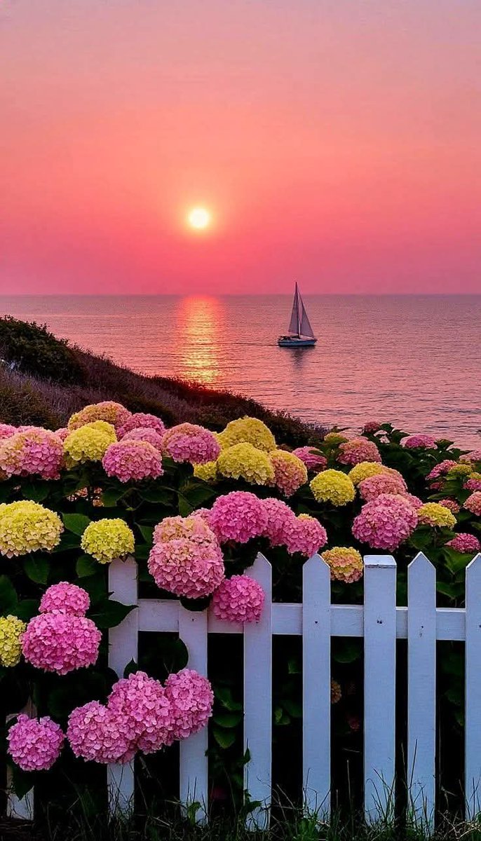 🕊️🌹🕊️ tweet media