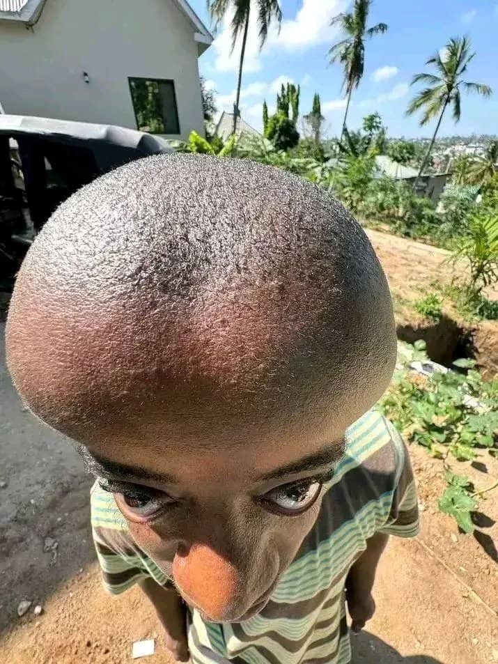 Web Synthesis tweet media