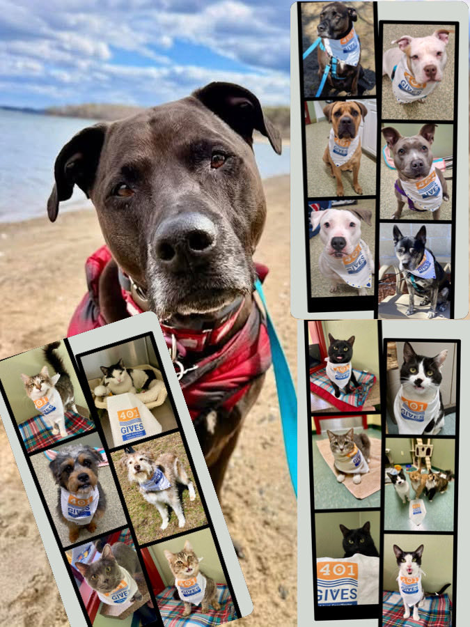 Friends of Warwick Animal Shelter tweet media