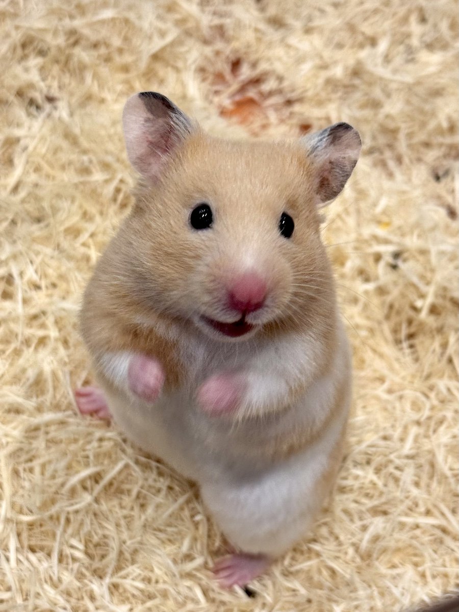 ゆの 👑CAL@(キャラット)💎ビーズアクセサリー tweet media