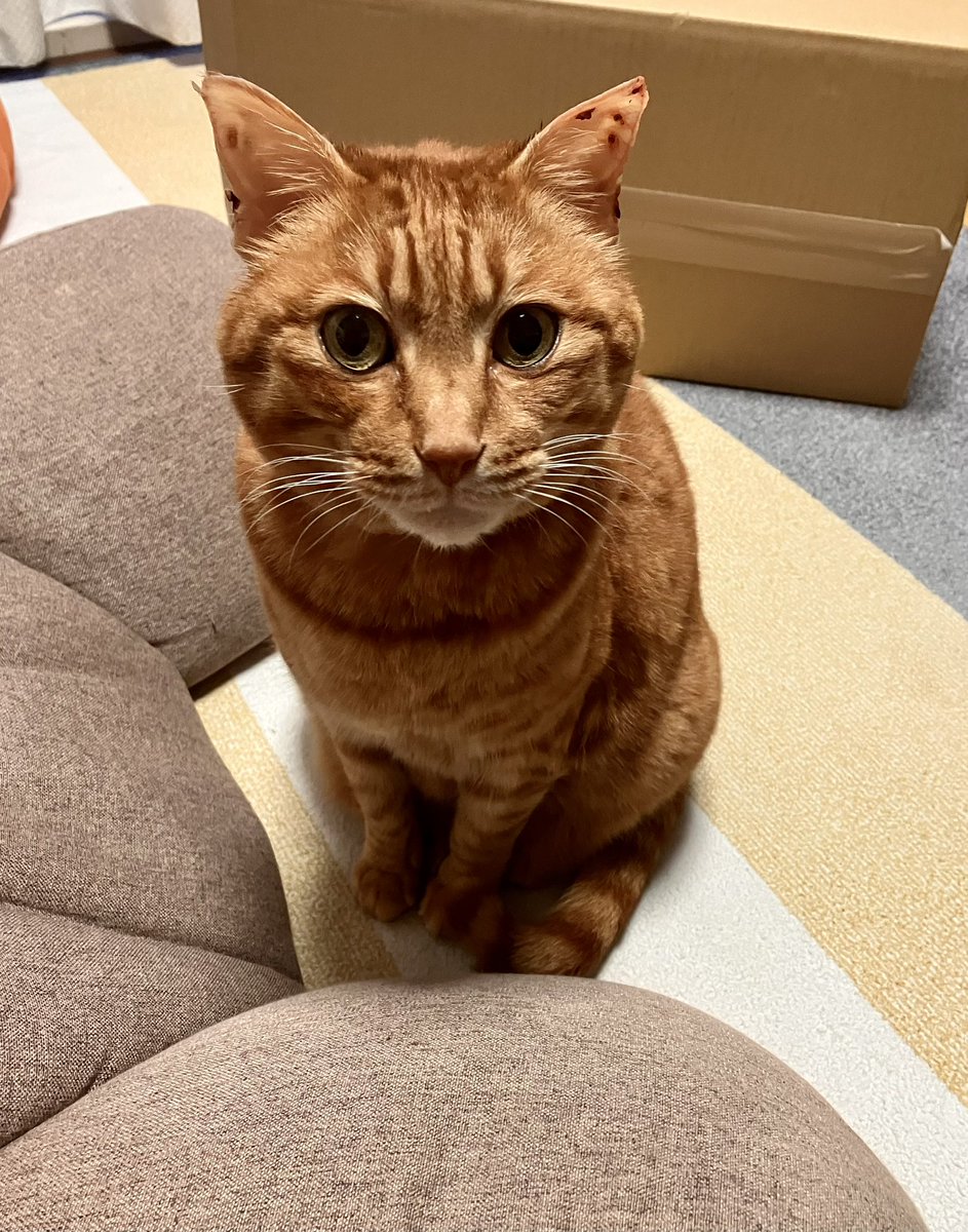 みわぶ♫ tweet media