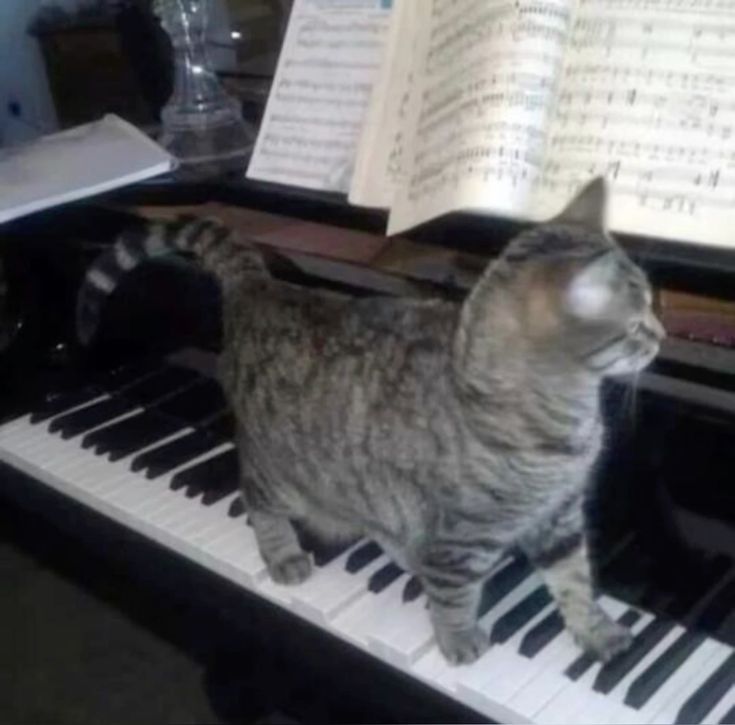 michi 🥞 tweet media