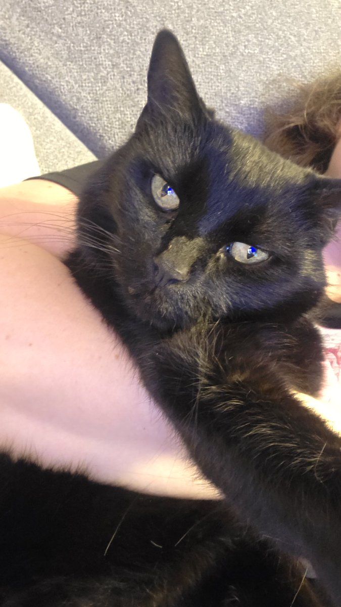 LiftQueen SFW (100/100) tweet media