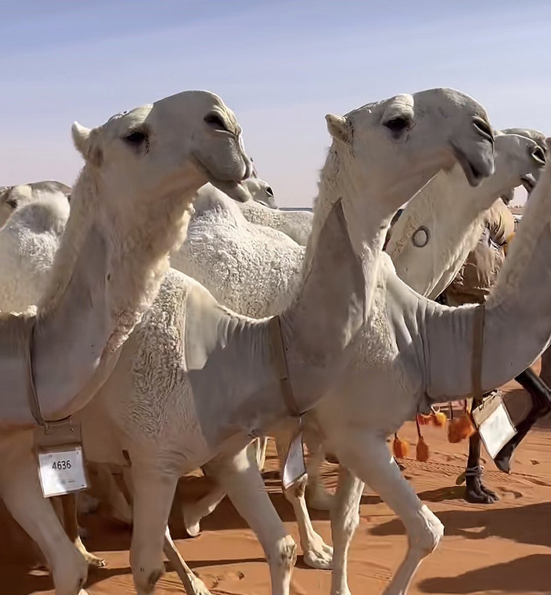 ٰالبتول مطيريا tweet media