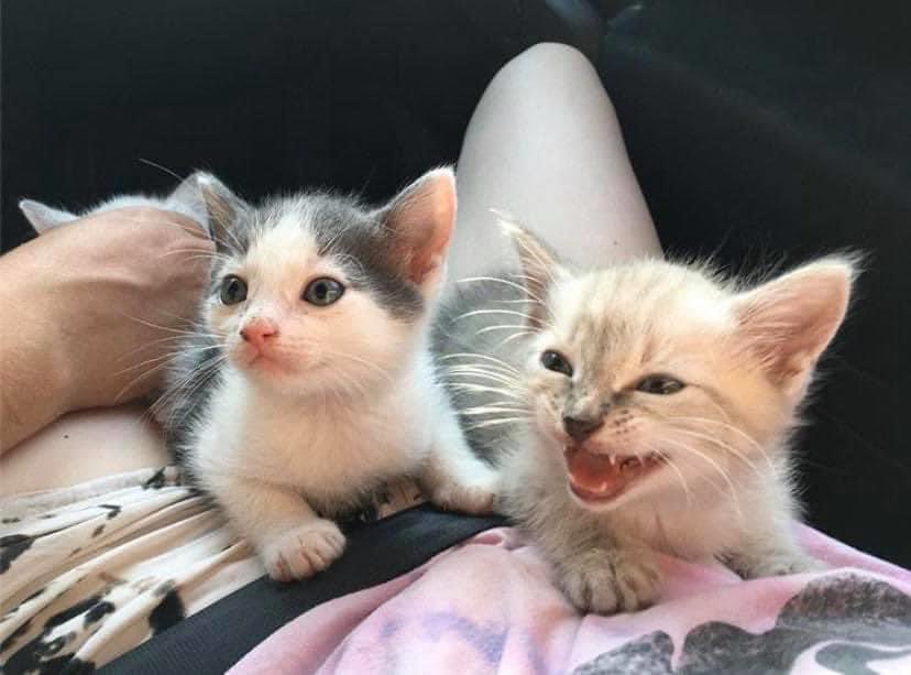 𝒦𝐼ℛℬ𝒴𑁤 tweet media