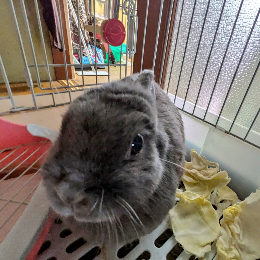 乳母車の弥七 tweet media