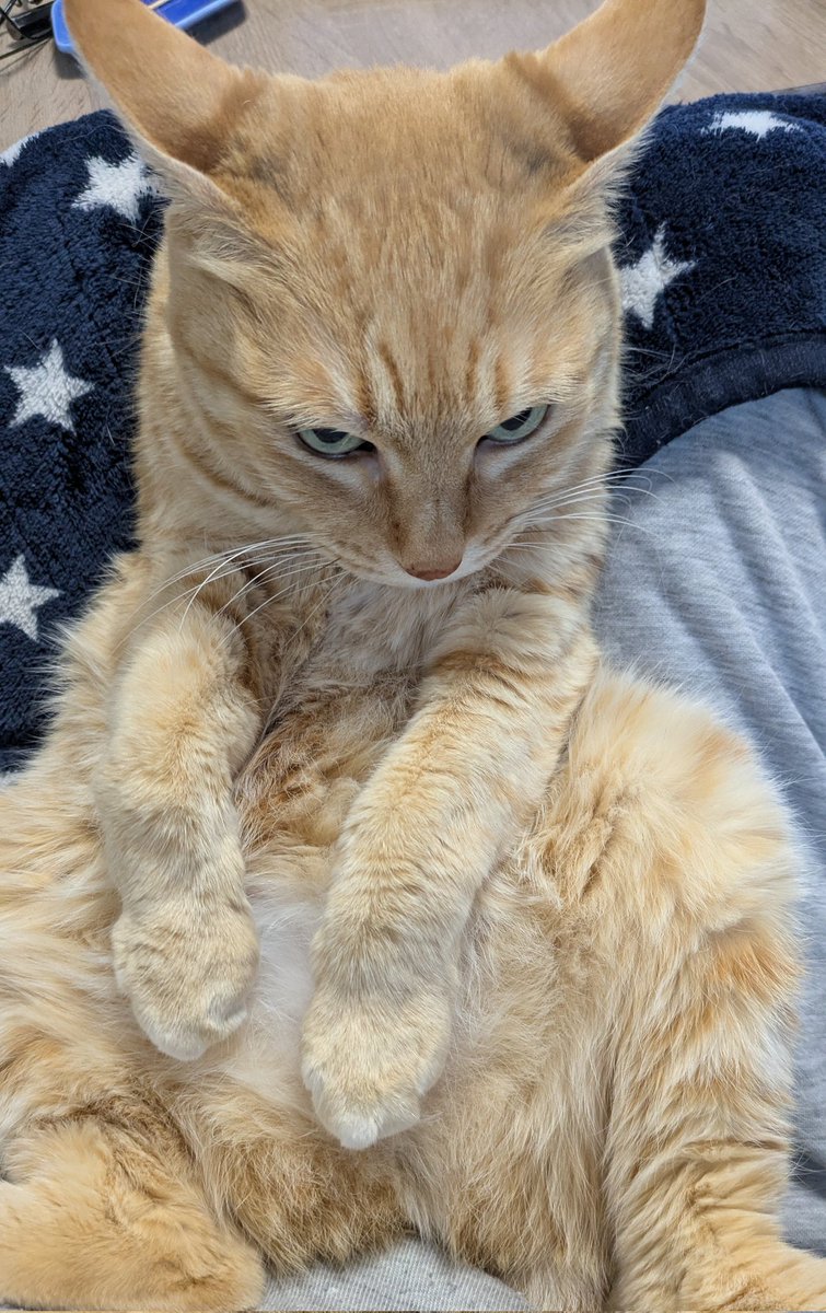 こたろう tweet media