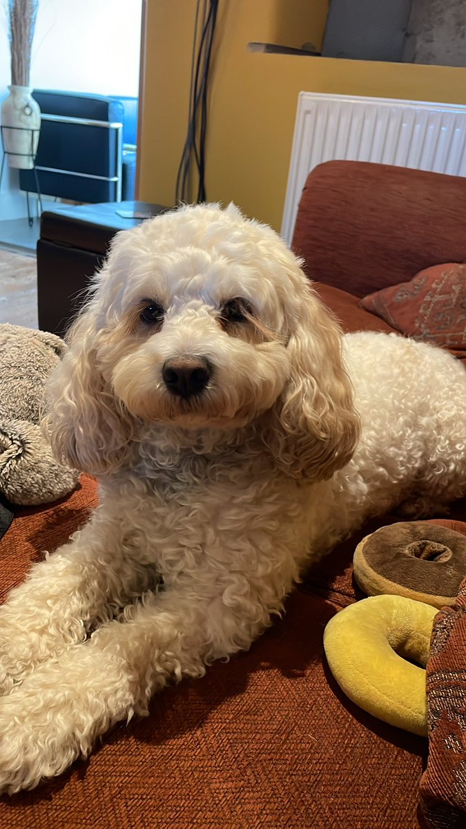 Daisy Dog tweet media