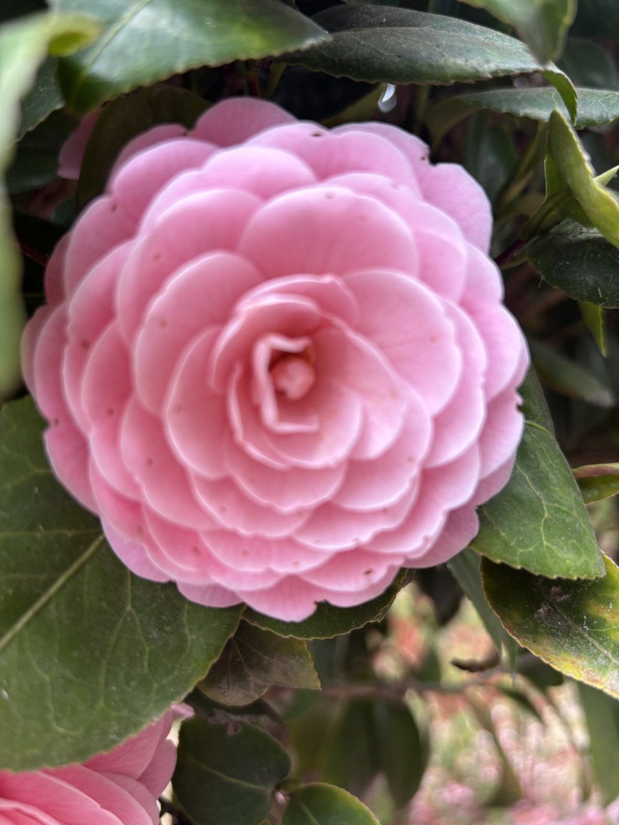 みにちゅあ🌙&LUNÉ👑 💚 ‎ʷᵉᵒⁿꜰⁱʳᵉ☾⋆ tweet media