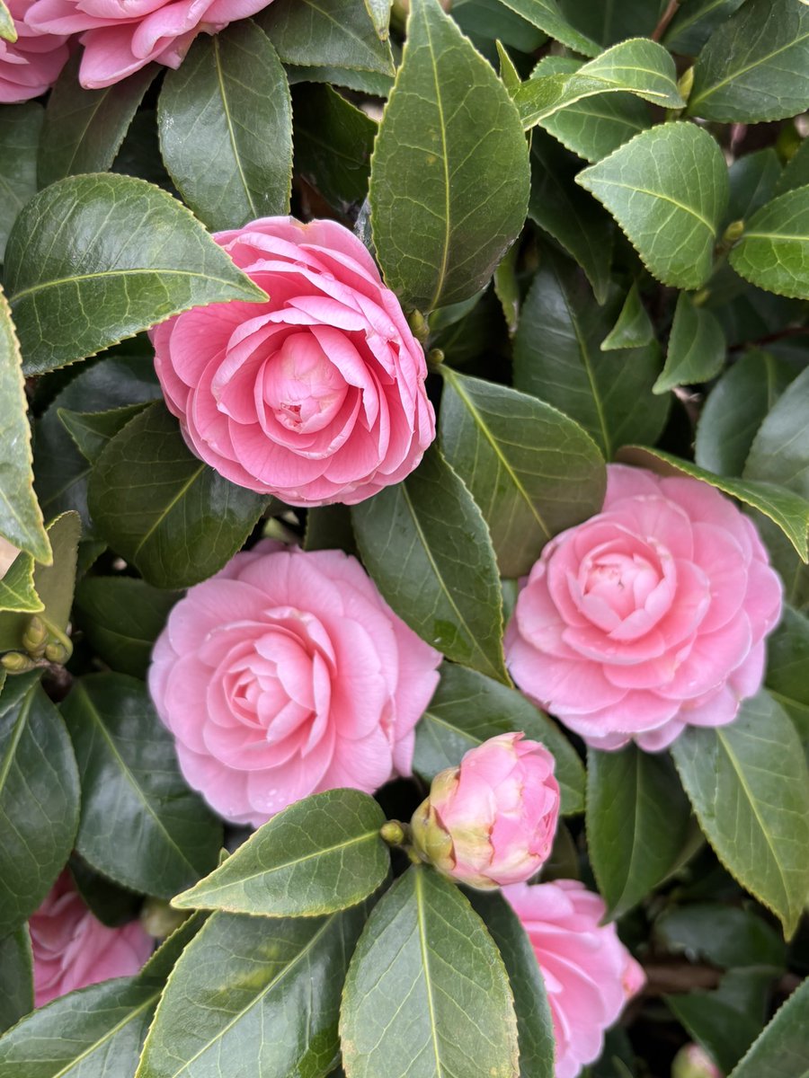 みにちゅあ🌙&LUNÉ👑 💚 ‎ʷᵉᵒⁿꜰⁱʳᵉ☾⋆ tweet media