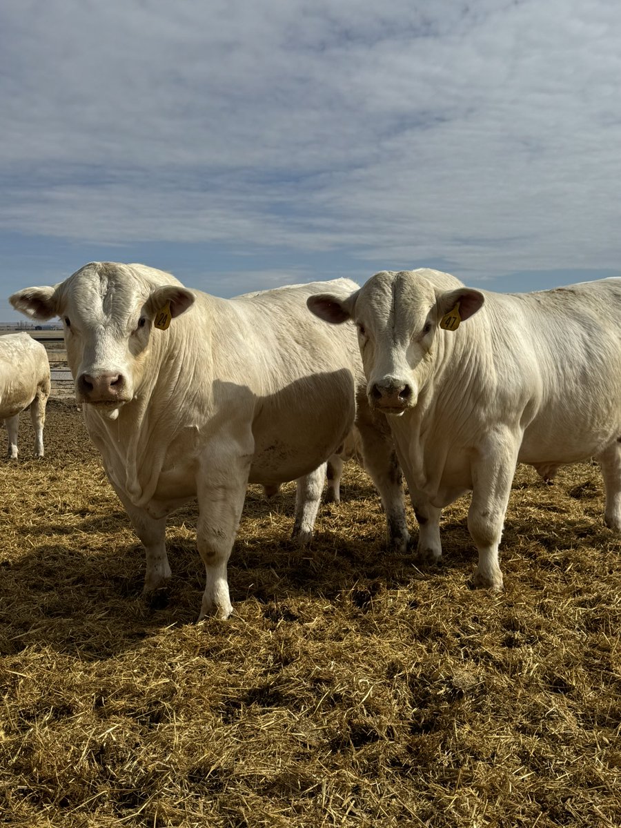 DeBruycker Charolais tweet media