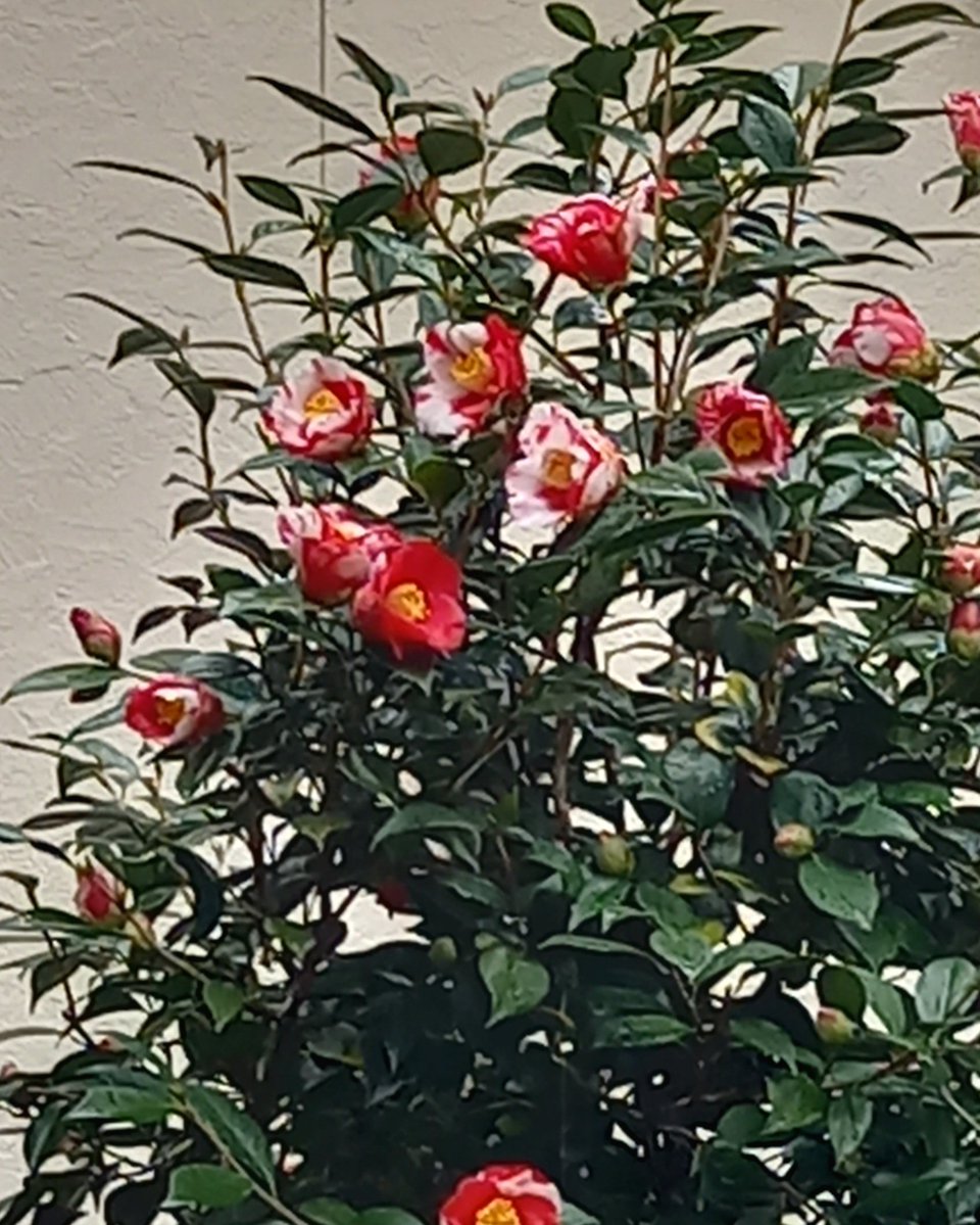 じゃーこ🐠 tweet media