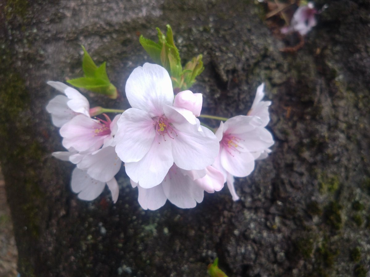 ガァー tweet media