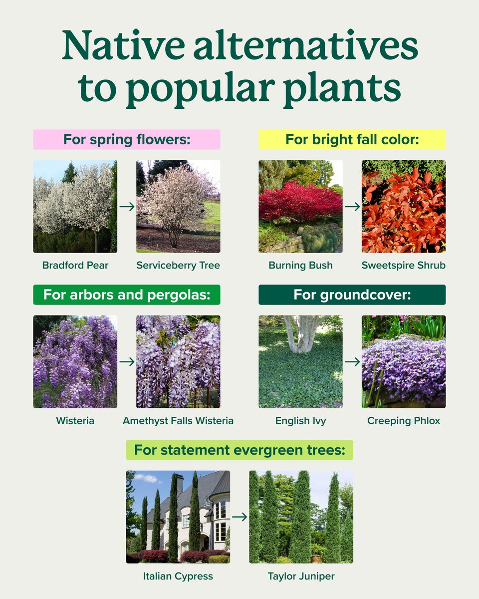 Fast Growing Trees tweet media