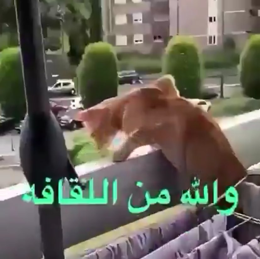 غزل✨ tweet media