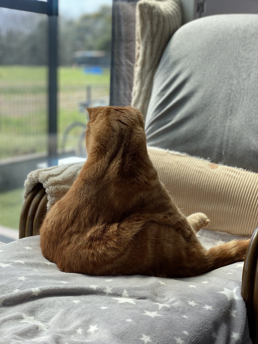 なるみるﾏﾏﾆｬ❁⃘*.ﾟ tweet media