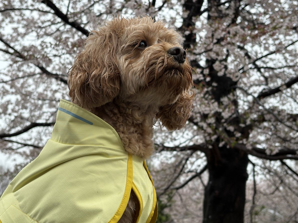 阪口 周平 tweet media